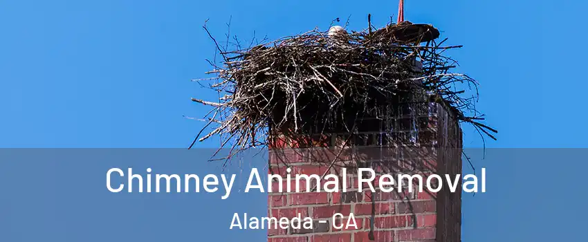 Chimney Animal Removal Alameda - CA