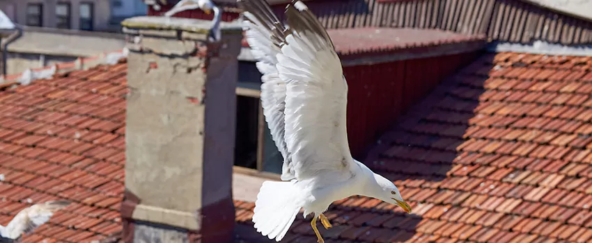 Residential Chimney Animal Removal Solution in Alameda, CA