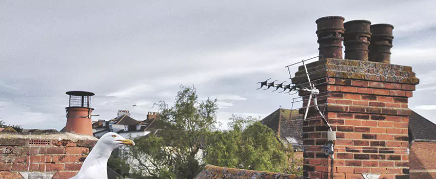 Chimney Cleaning And Restoration in Alameda, California